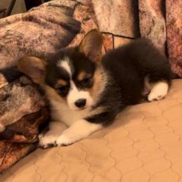 Boy 1 - Black and tan male Pembroke Welsh Corgi puppy in Visalia, California from VIP Stables