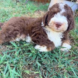 Harry Potter with training - Tri-color male Bernedoodle puppy in Boonville, North Carolina from Doods & Dolls