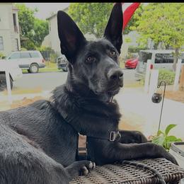 Kona - Black female German Shepherd puppy in Descanso, California from KVA Shepherds