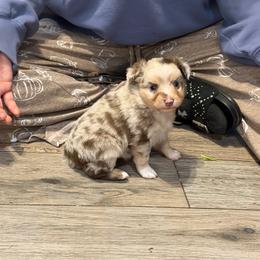 Faye - Red merle female Toy Australian Shepherd puppy in Brashear, Texas from Double R farms
