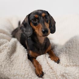 Junie - Dachshund