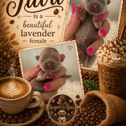 Java - Lilac female Shih Tzu puppy in Connersville, Indiana from Sugar and Spice Shihtzus