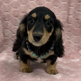 Arya - Black and tan female Dachshund puppy in Lincoln, Arkansas from Red Dirt Dachshunds