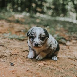Rowen - Slate merle male Border Collie puppy in Fortson, Georgia from Southern Wind Farms
