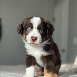 Orion - Red tri-color male Miniature American Shepherd puppy in Greenwood, Indiana from Barnaby’s Barn Dog’s