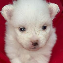 Martha May - Cream parti female Pomeranian puppy in Douglas, Massachusetts from Country Oak Poms LLC