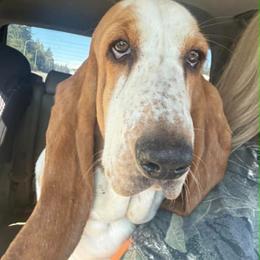 Goldie - Basset Hound