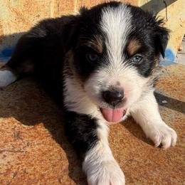 Bossy - female Miniature Australian Shepherd puppy in Godley, Texas from Bradley Kennels