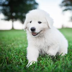 Border Collie and Maremma Sheepdog Puppies from 2J 2K Border Collies & Maremma Sheepdogs