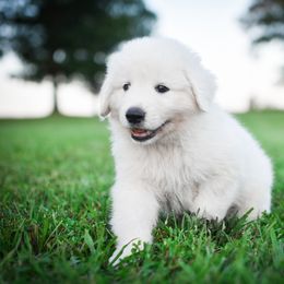 Border Collie and Maremma Sheepdog Puppies from 2J 2K Border Collies & Maremma Sheepdogs