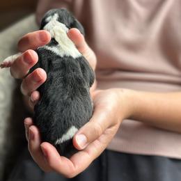 Male 4 - Black brown and white male Basset Hound puppy in Lindley, New York from Hill Top Basset Hounds & Cane Corso