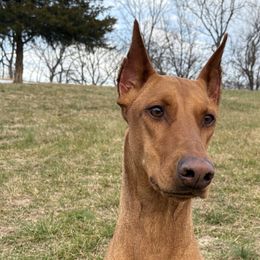 Doberman Pinschers and German Shepherds from By My Side Germans Shepherds & Dobermans