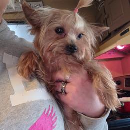 Willow - Yorkshire Terrier