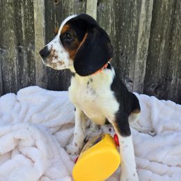 Oscar - Black and white male Companion Cross puppy in Preston, Maryland from Katie's Pups