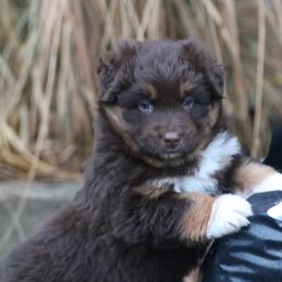 Roper - Red tri-color female Australian Shepherd puppy in Smicksburg, Pennsylvania from Zaneca Aussies
