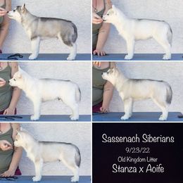 Siberian Husky puppies from Sassenach Siberians