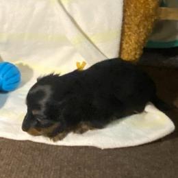 ASHA AKC REGISTERED FEMALE - Black and tan female Dachshund puppy in Elizabethtown, Kentucky from Teeny Tiny Puppy Tails