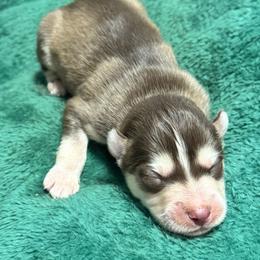 Comet - Red and white male Siberian Husky puppy in Mechanicsville, Virginia from Shinko Siberians