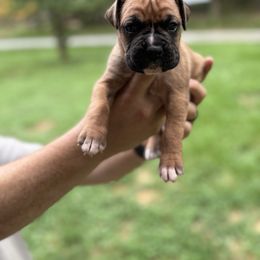 N-Fawn Boy - Fawn male Boxer puppy in Evington, Virginia from Buffalo Creek Boxers