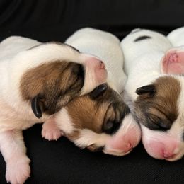 Russell Terrier Puppies from Breezy Meadows Russell Terriers