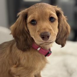 Dachshund Puppies from For the Love of Doxens
