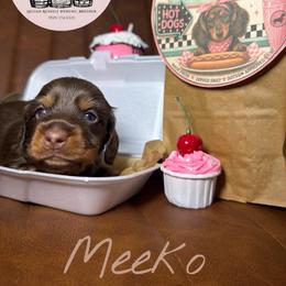 Meeko - Chocolate and tan male Dachshund puppy in Mt. Sterling, Kentucky from Decadent Doxies of KY