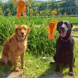 English Cocker Spaniels and Labrador Retrievers from Rosebriar Kennel