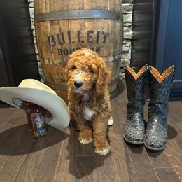 Cash (Johnny) - Red  male Goldendoodle puppy in Eagleville, Tennessee from Nash Doodles