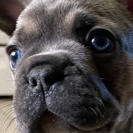 French Bulldogs from Cathcart Family Frenchies
