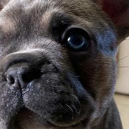 French Bulldogs from Cathcart Family Frenchies