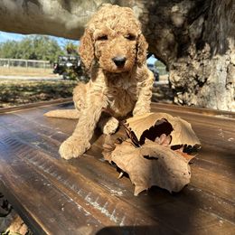 Boy 2 - Apricot male Goldendoodle puppy in Fruitland Park, Florida from Mount Doodles