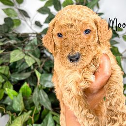 Goldendoodle and Poodle Puppies from The Henry Doodles
