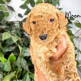 Goldendoodle and Poodle Puppies from The Henry Doodles