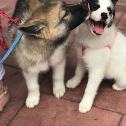 Pomeranian and Pomsky All Grown Up from Alpha Poms & Pomskies