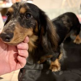 Meaux - Dachshund