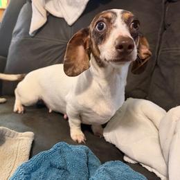 Hedwig - Dachshund