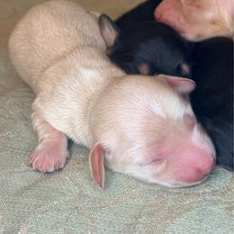 Ivory - Cream female Dachshund puppy in Lexington, Oklahoma from BooneDox Miniature Dachshunds