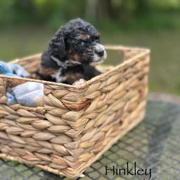 Jazz - Phantom male Goldendoodle puppy in Sanderson, Florida from Serenity Goldendoodles