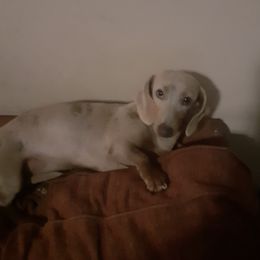 Dachshunds from Darling Dachshund