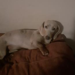 Dachshunds from Darling Dachshund