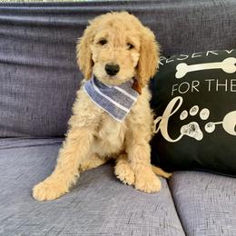 Goldendoodle Puppies from Lundee Doodles