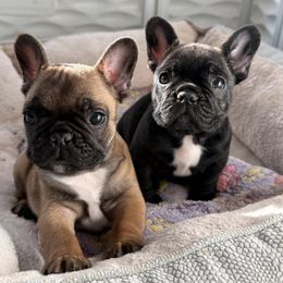 French Bulldog Puppies from Schoville Bulldogs