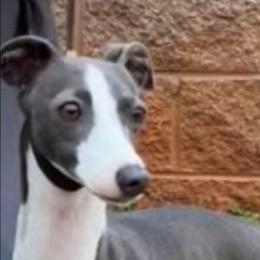 Isabella - Italian Greyhound