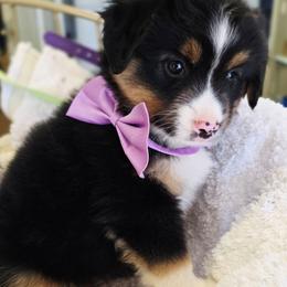 Please read description - Black tri female Miniature American Shepherd puppy in Georgetown, California from Foothill Aussies