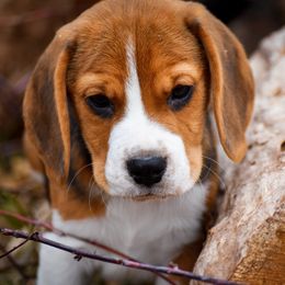 Beagle and Pug Puppies from Folklore Kennel