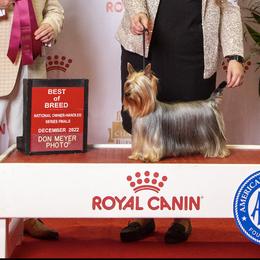 Silky Terriers from Pawsibility Silky Terriers