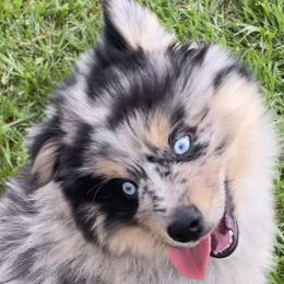 Pomeranians and Pomskies from Stacey Venable