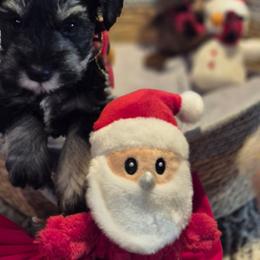 Kris - Black and silver male Miniature Schnauzer puppy in Fountain City, Indiana from Bearded Dynasty Schnauzers