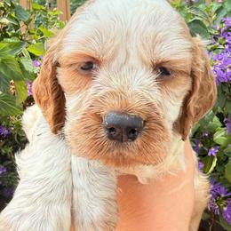 Robin - Lemon and white female English Springer Spaniel puppy in Bay City, Wisconsin from Springer Hills Farm