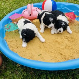 Goldendoodle Puppies from Happy Valley Doodles